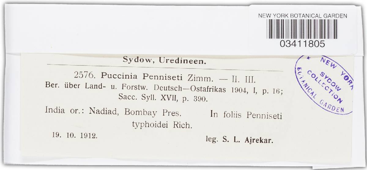 Puccinia substriata image