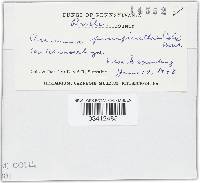 Puccinia pimpinellae image