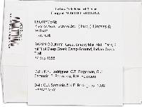 Ascocoryne sarcoides image