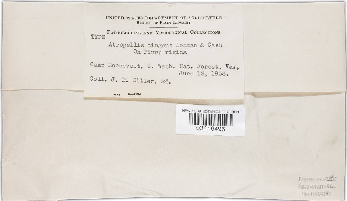 Atropellis tingens image