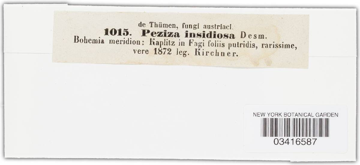 Peziza insidiosa image