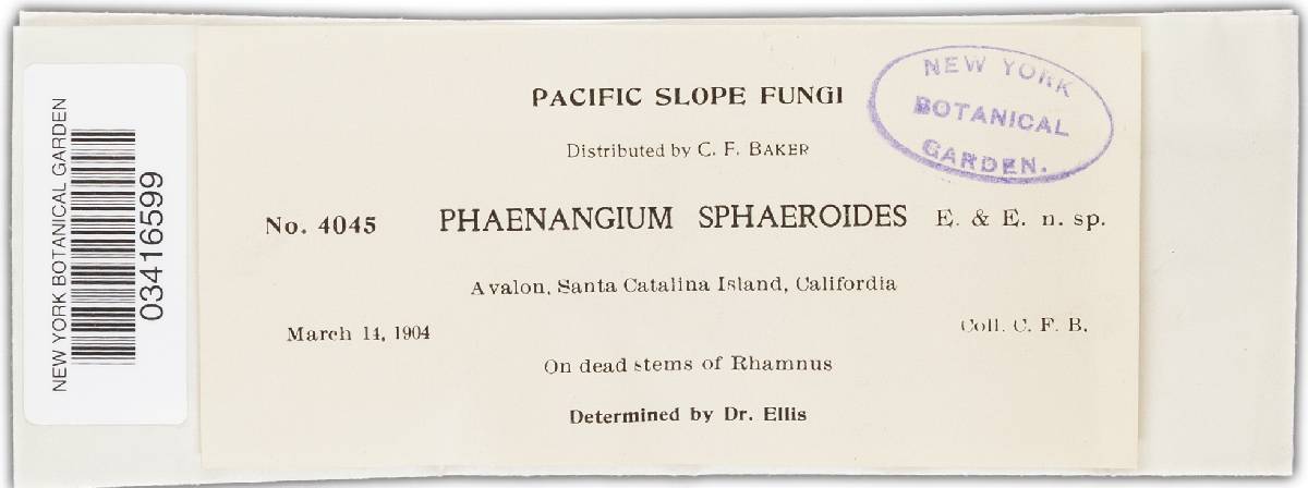 Phaeangium sphaeroides image