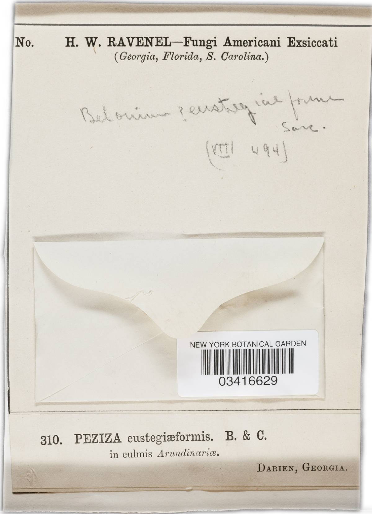 Belonium eustegiaeforme image