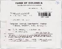 Bisporella discedens image