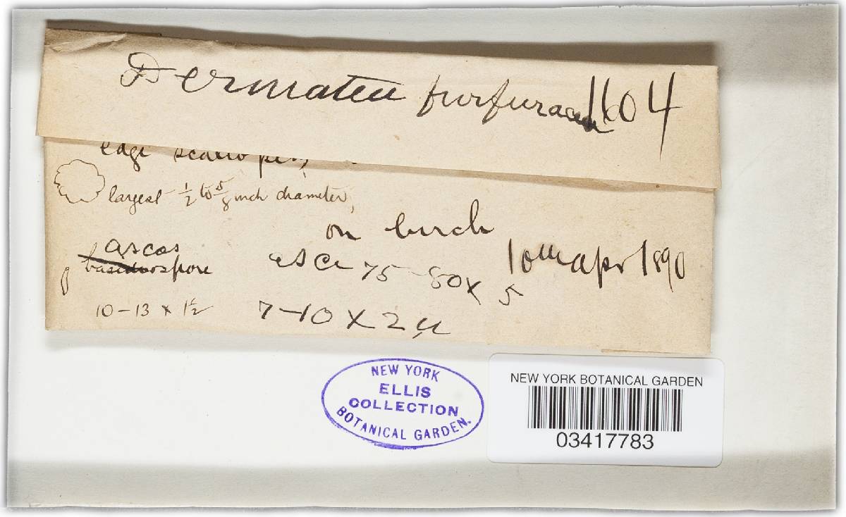 Encoelia furfuracea image
