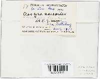 Ascocoryne sarcoides image