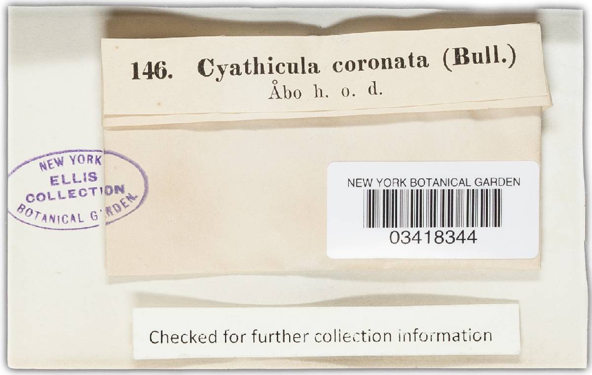 Crocicreas coronatum image