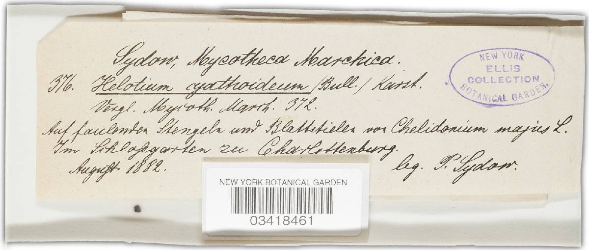 Crocicreas cyathoideum var. cyathoideum image