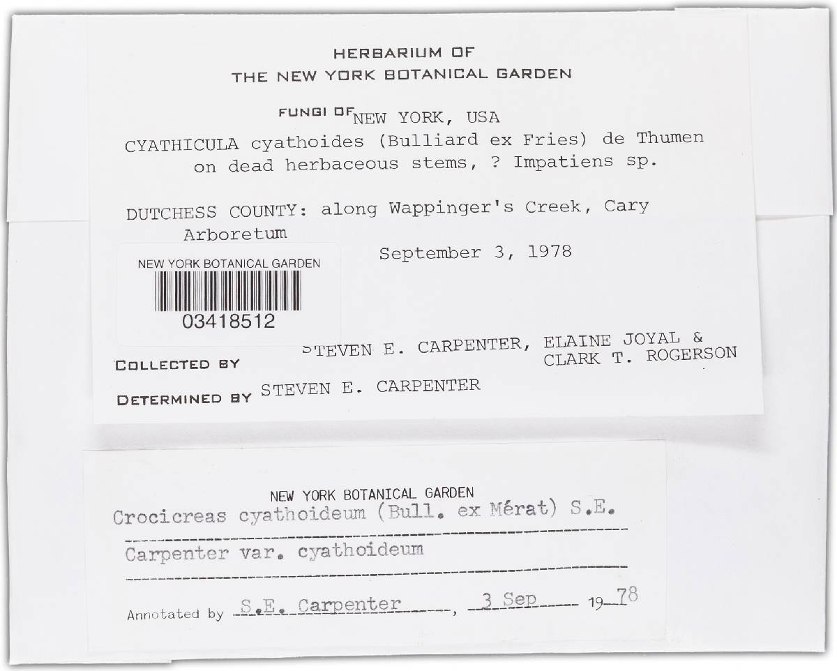 Crocicreas cyathoideum image