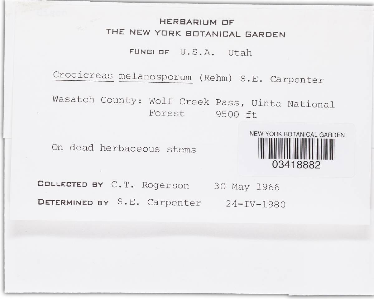 Crocicreas megalosporum var. gramineum image
