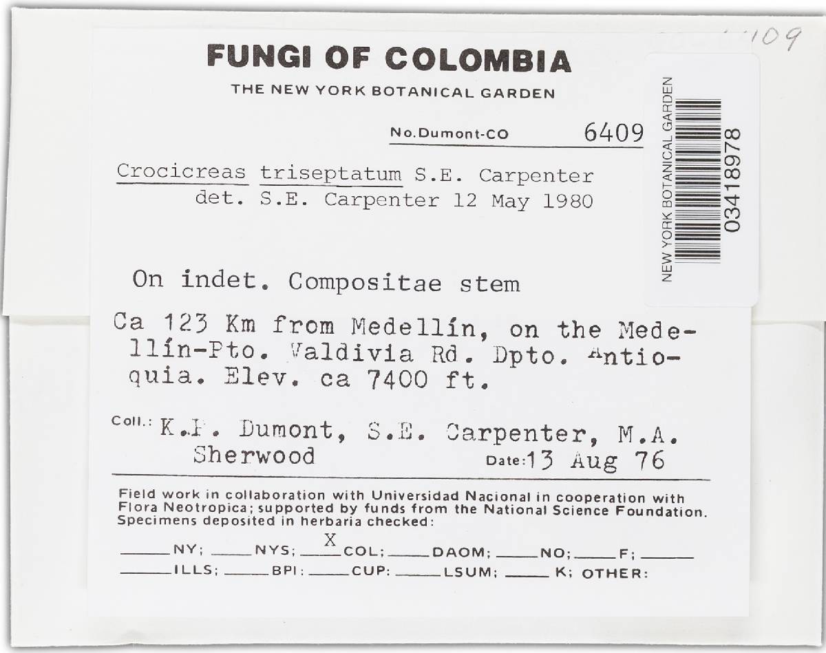 Crocicreas triseptatum image