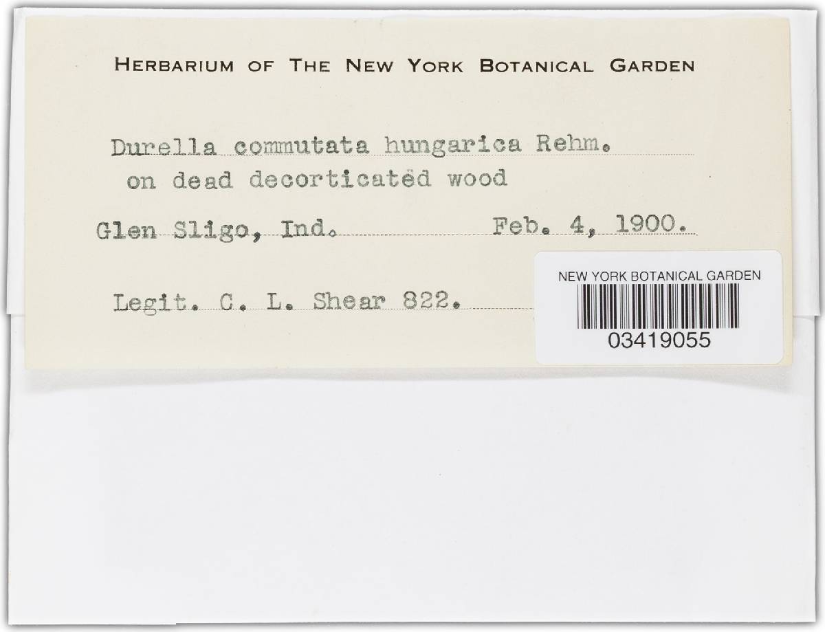 Durella commutata image