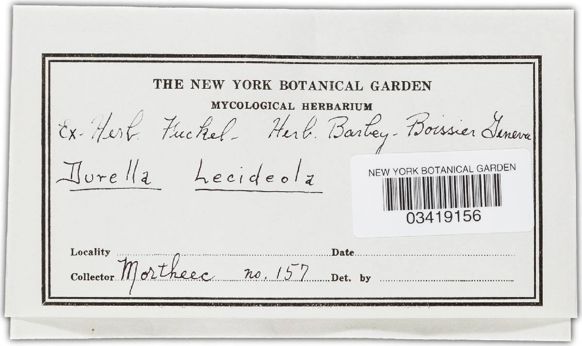 Durella lecideola image