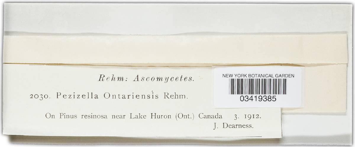 Gorgoniceps ontariensis image