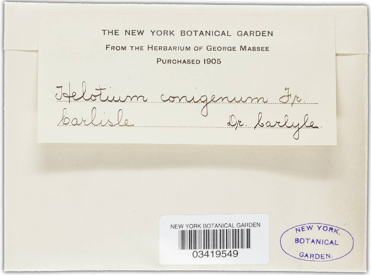 Mollisia conigena image