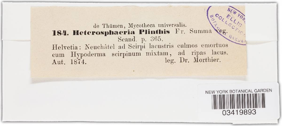 Heterosphaeria plinthis image