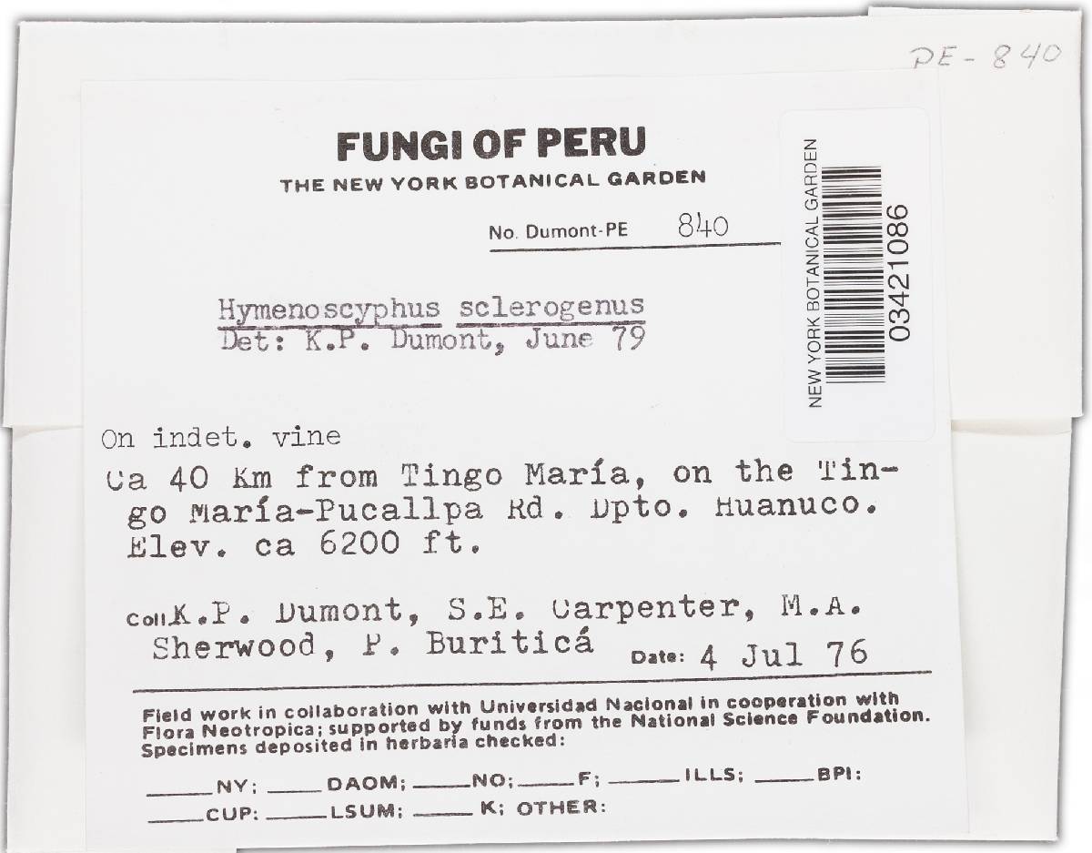 Hymenoscyphus sclerogenus image