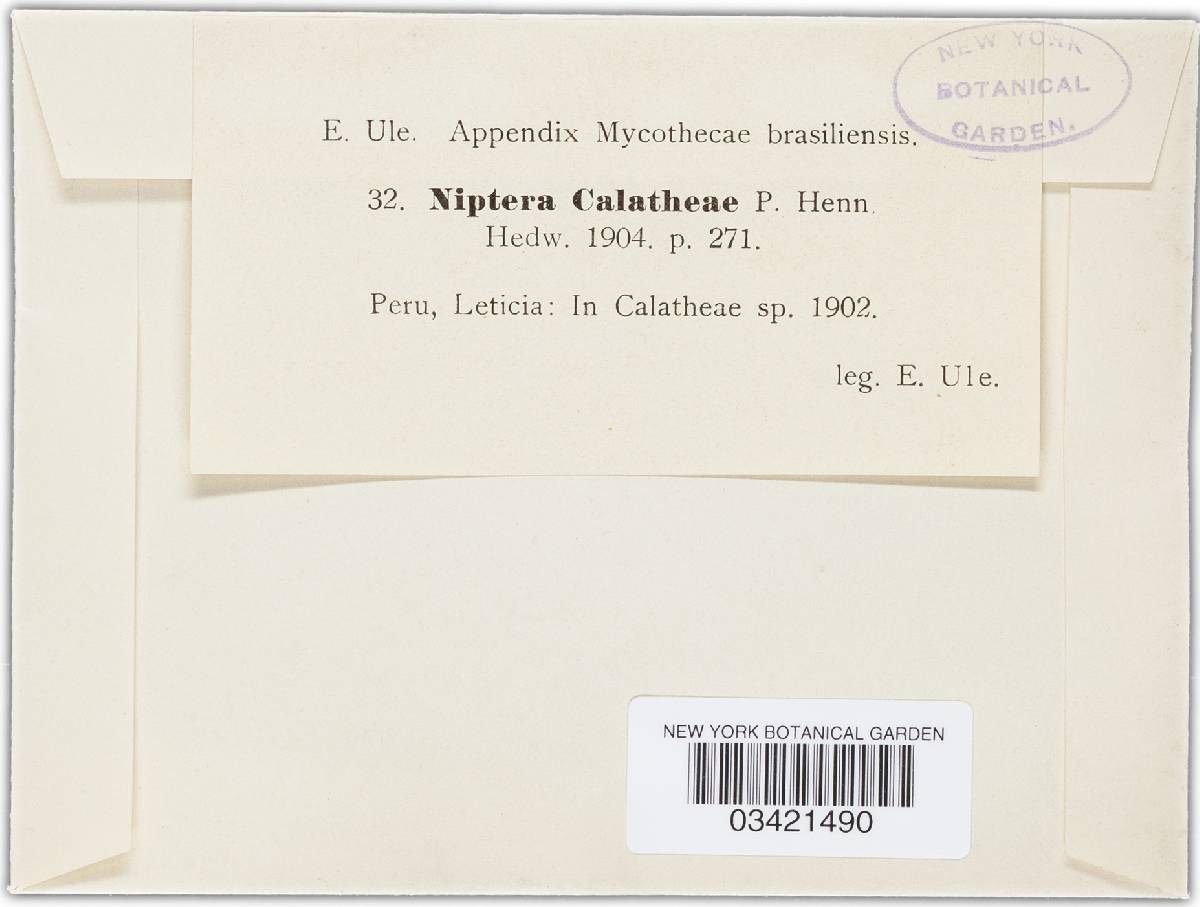 Niptera calatheae image