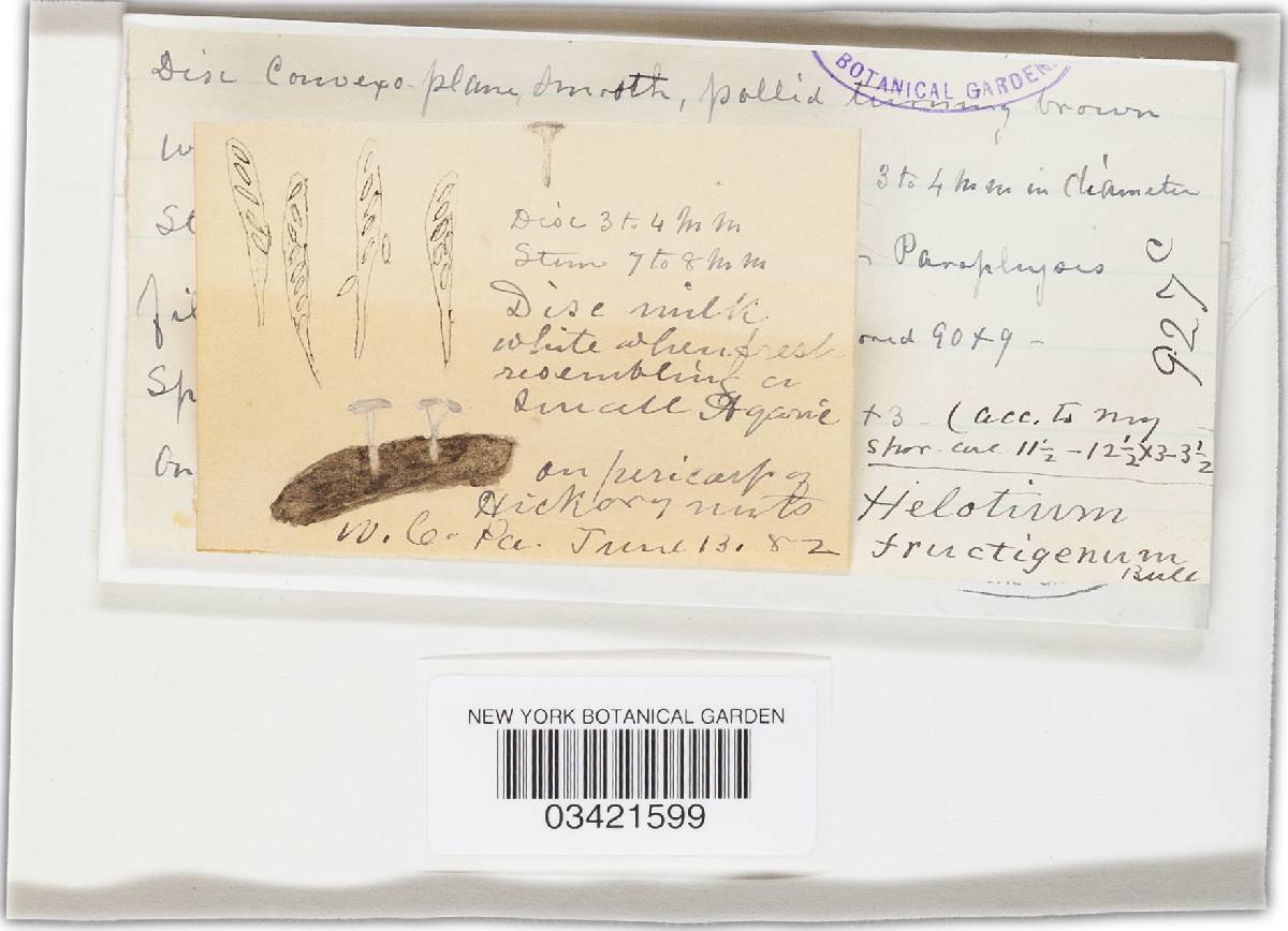 Cudoniella clavus var. clavus image