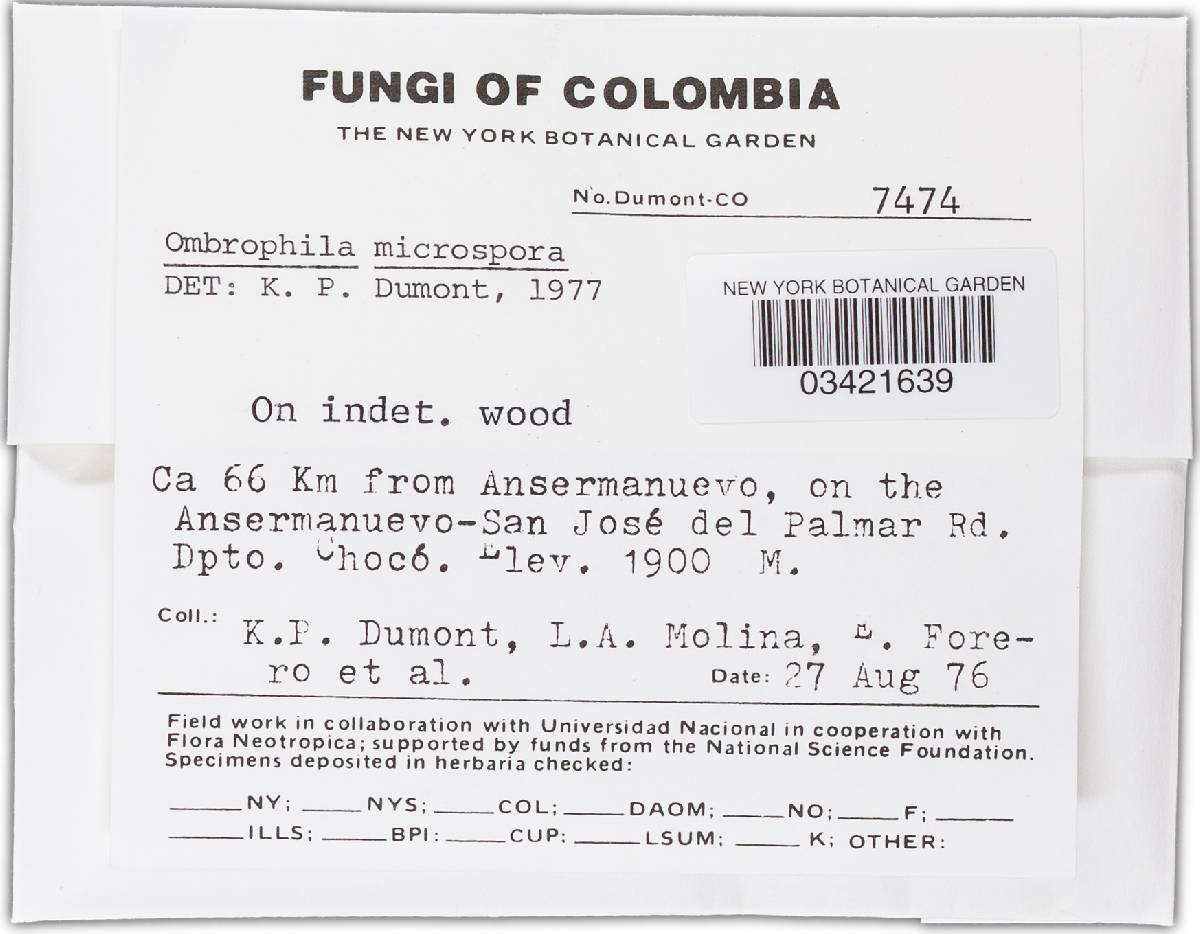 Ombrophila microspora image