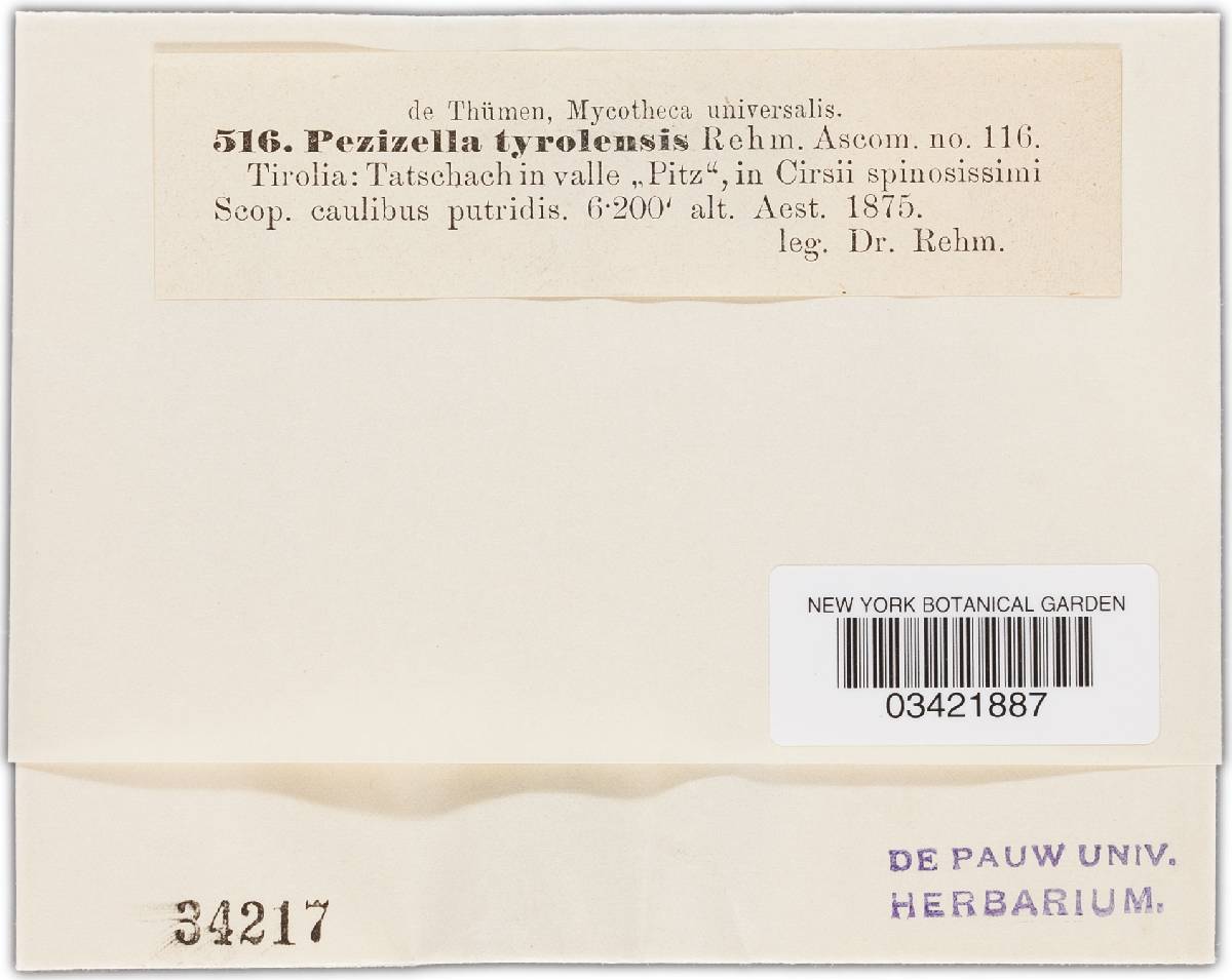 Pezizella tyrolensis image