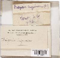 Bulgaria inquinans image