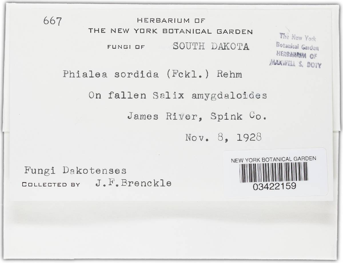 Pezizella vulgaris image