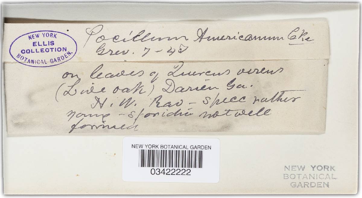 Pocillum americanum image