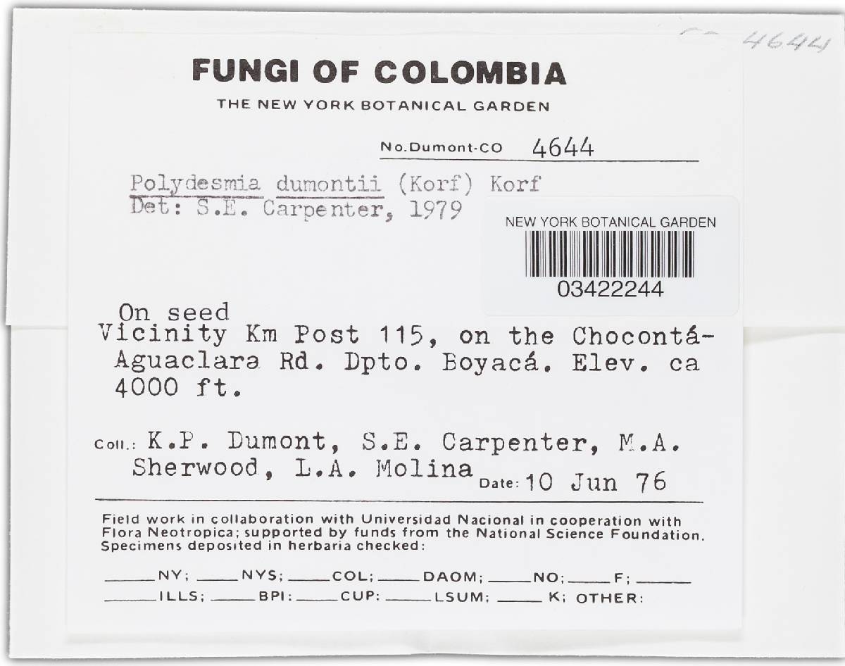 Polydesmia dumontii image