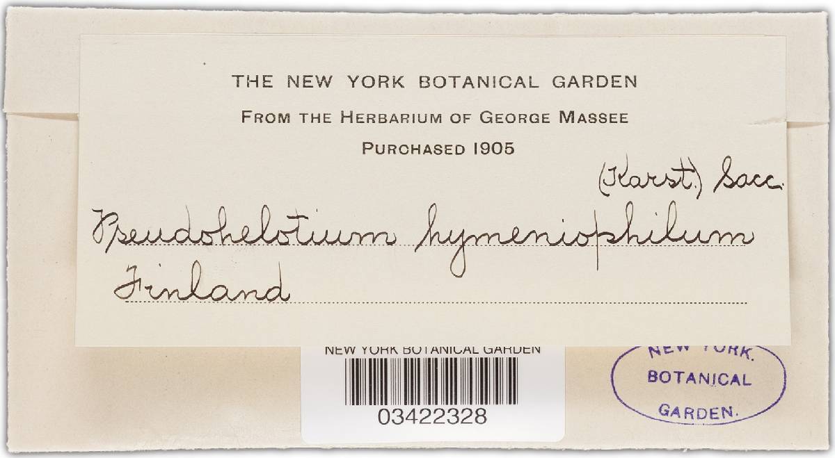 Hyphodiscus hymeniophilus image