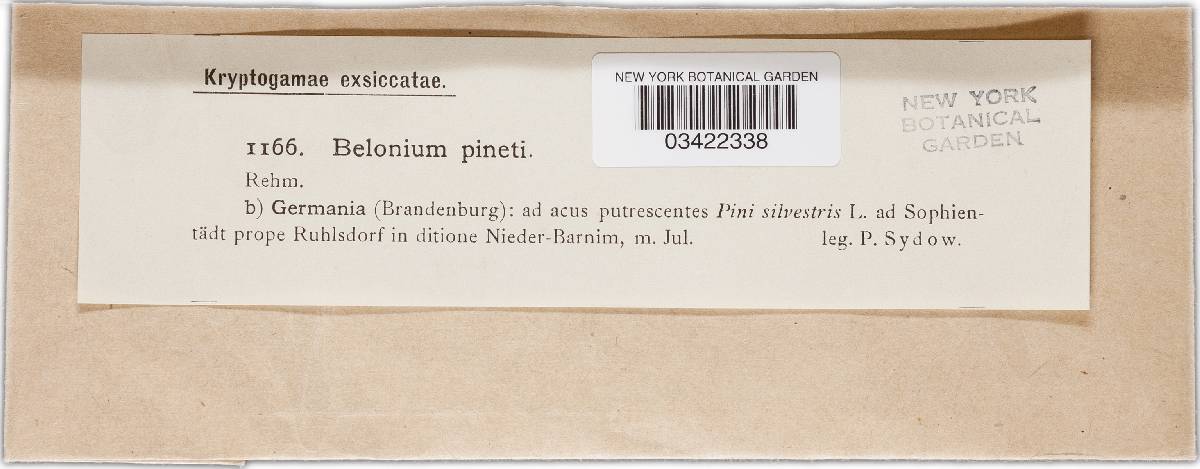 Pseudohelotium pineti image
