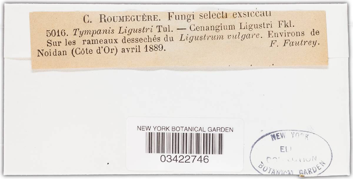 Tympanis ligustri image