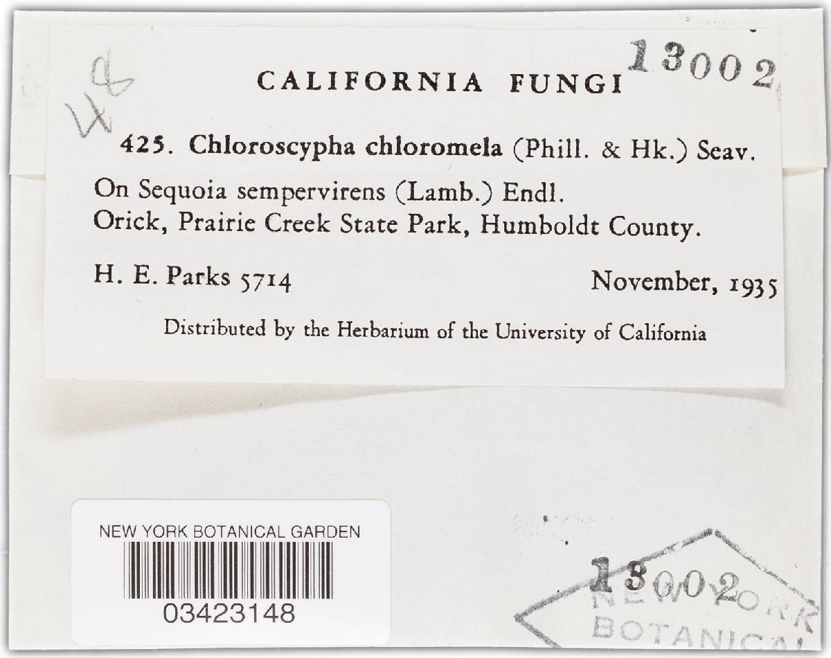 Chloroscypha chloromela image
