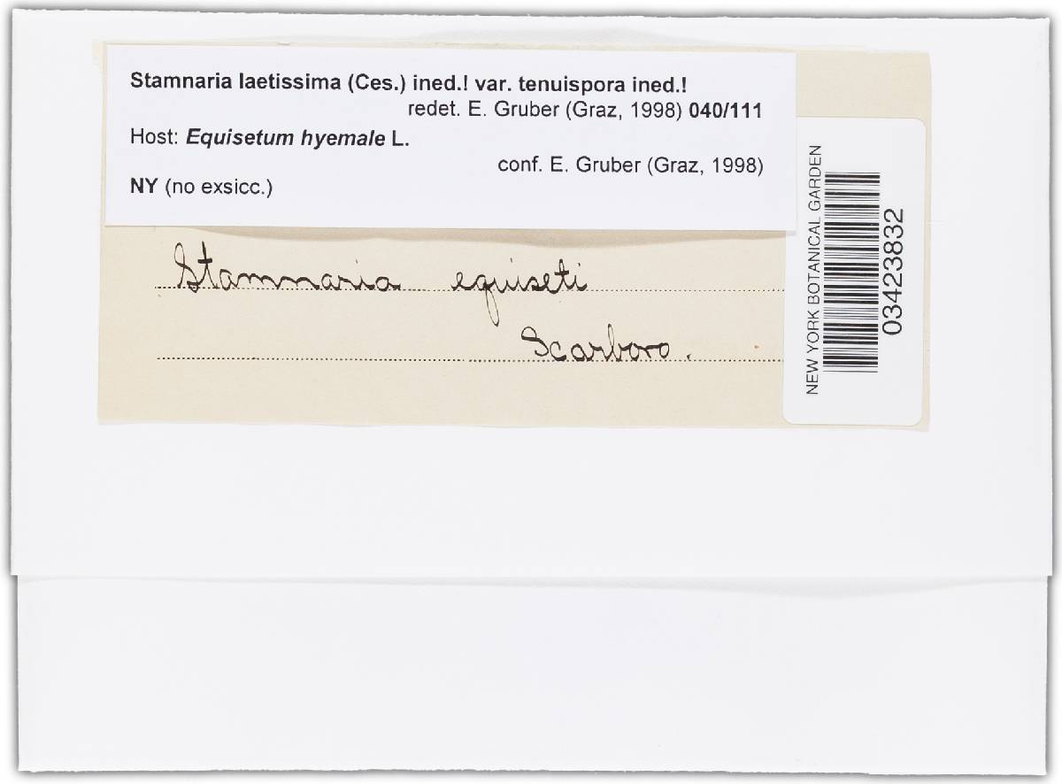 Phragmonaevia laetissima image