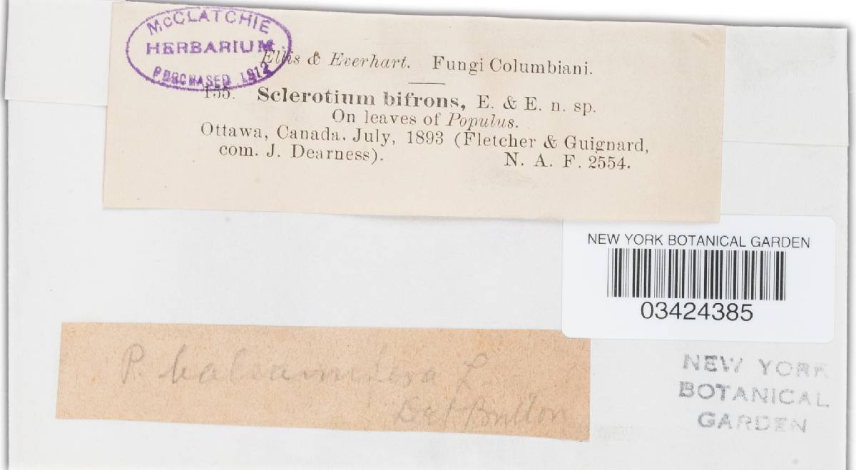 Ciborinia bifrons image