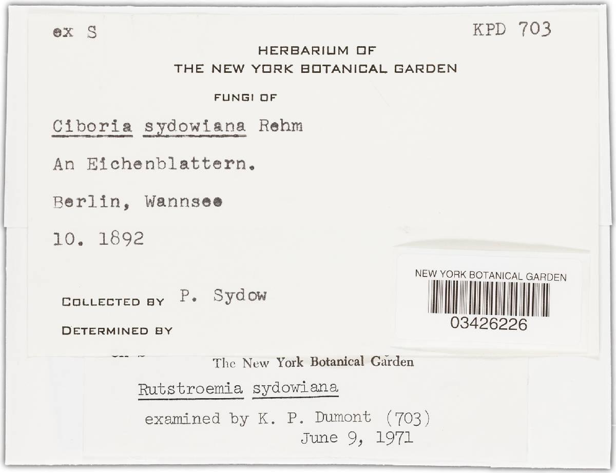 Rutstroemia sydowiana image