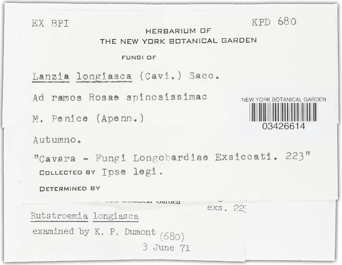 Rutstroemia longiasca image