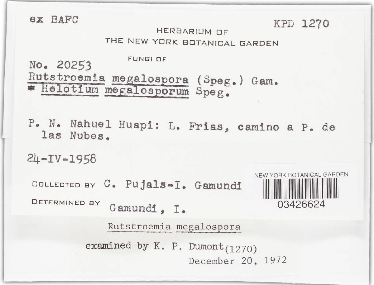 Rutstroemia image