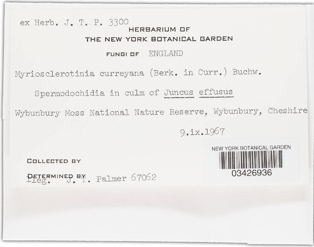 Myriosclerotinia curreyana image