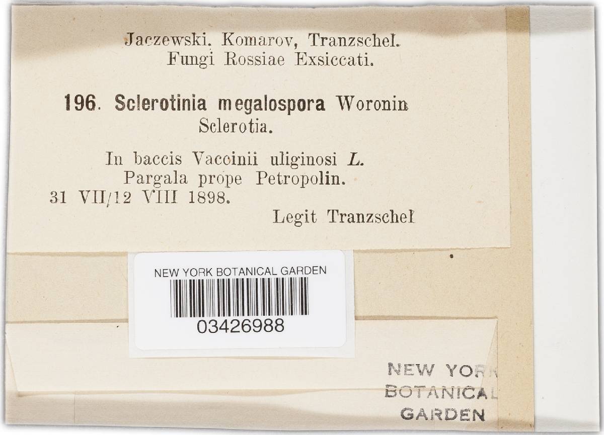 Monilinia megalospora image