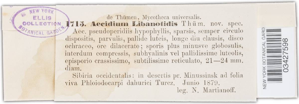 Puccinia stipae-sibiricae image