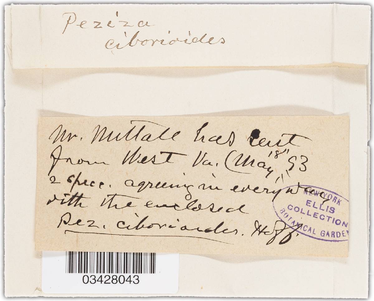 Sclerotinia trifoliorum image