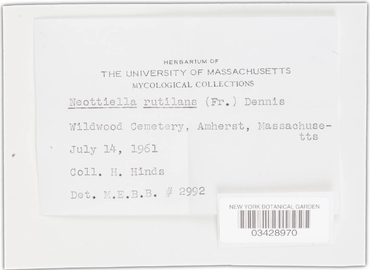 Neottiella image