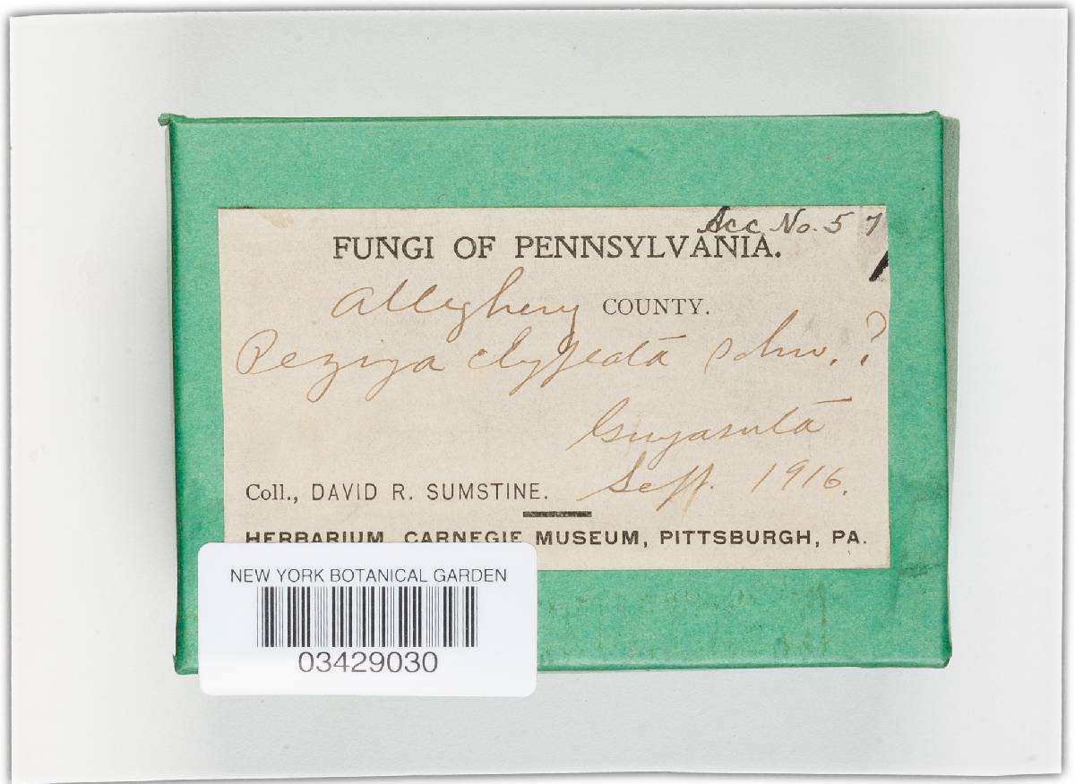 Peziza clypeata image
