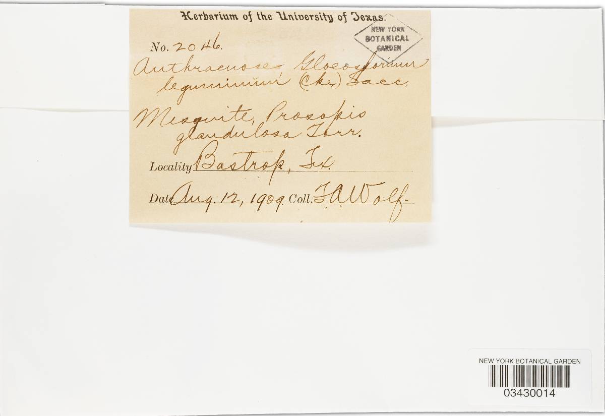 Gloeosporium leguminis image