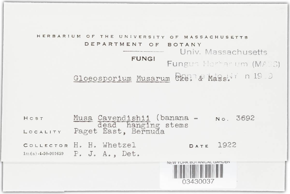 Gloeosporium musarum image