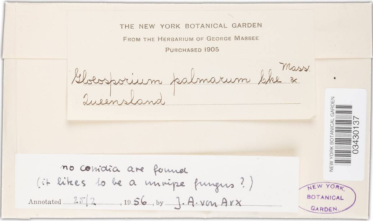 Gloeosporium palmarum image