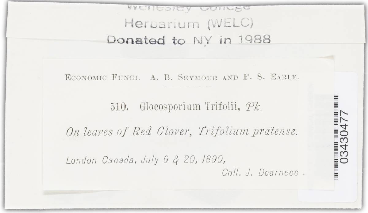 Gloeosporium trifolii image