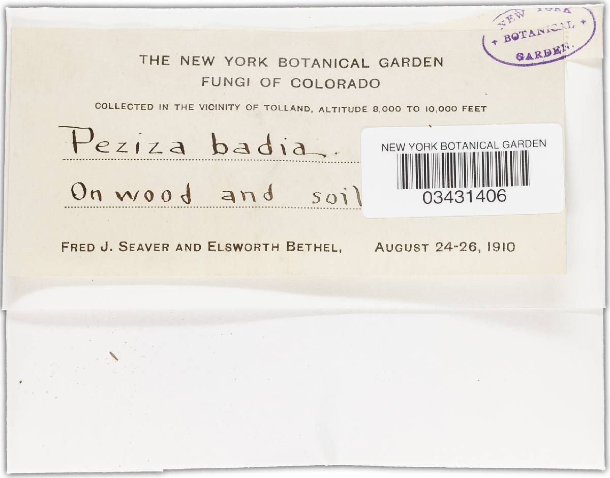 Galactinia badia image
