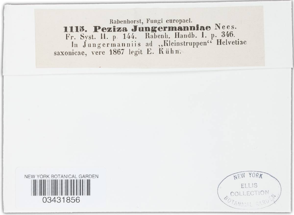 Mniaecia jungermanniae image